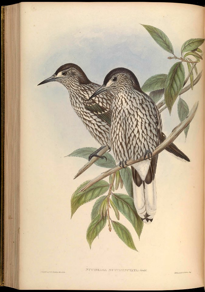 BirdsAsiaJohnGoVGoul 0244