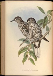BirdsAsiaJohnGoVGoul 0244
