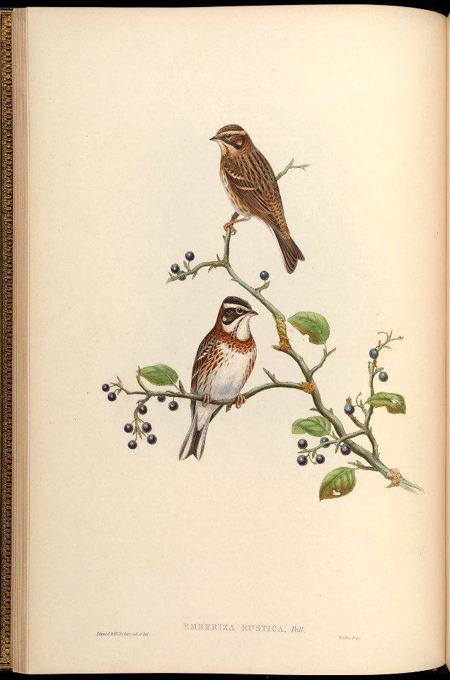 BirdsAsiaJohnGoVGoul 0048