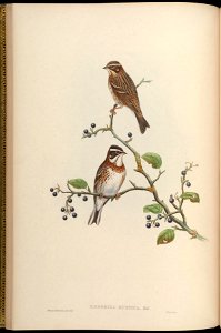 BirdsAsiaJohnGoVGoul 0048