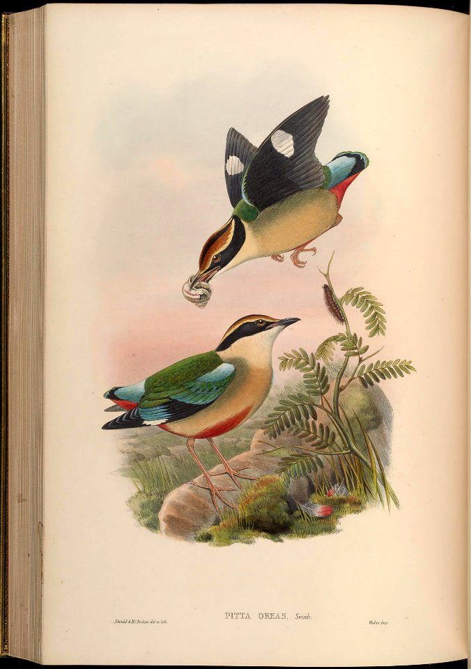 BirdsAsiaJohnGoVGoul 0268