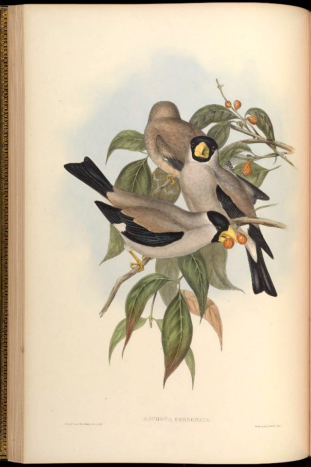 BirdsAsiaJohnGoVGoul 0080