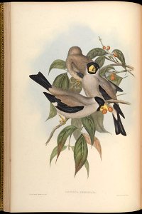 BirdsAsiaJohnGoVGoul 0080
