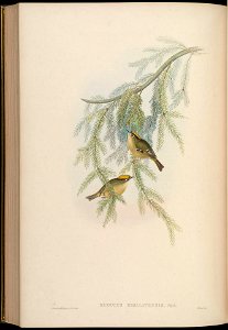 BirdsAsiaJohnGoIVGoul 0248