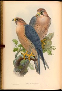 BirdsAsiaJohnGoIGoul 0040