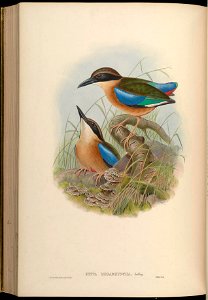 BirdsAsiaJohnGoVGoul 0288