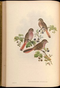 BirdsAsiaJohnGoVGoul 0136