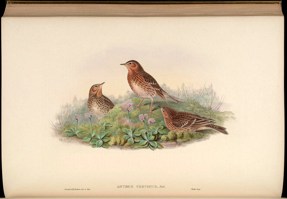 BirdsAsiaJohnGoIVGoul 0272