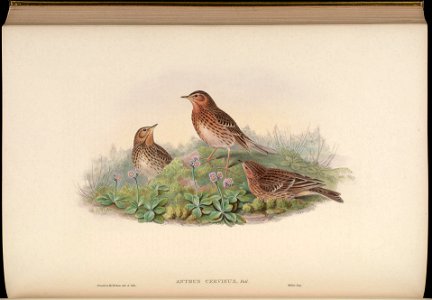 BirdsAsiaJohnGoIVGoul 0272