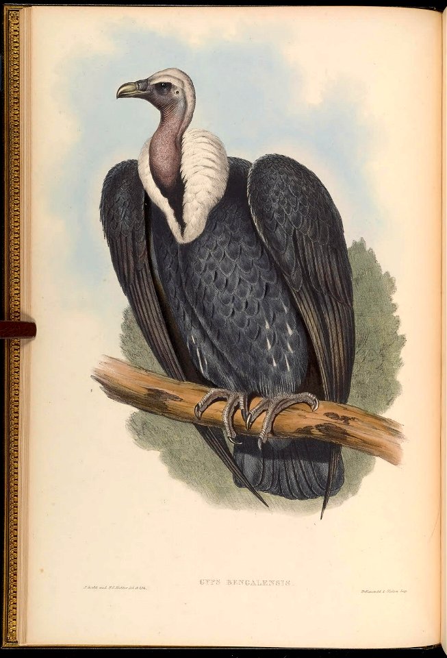 BirdsAsiaJohnGoIGoul 0032