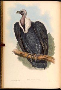 BirdsAsiaJohnGoIGoul 0032