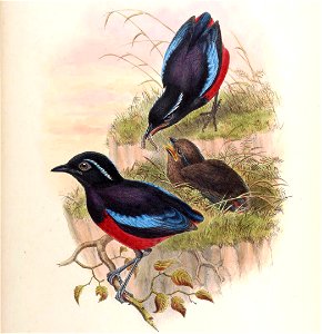 BirdsAsiaJohnGoVGoul 0308 b
