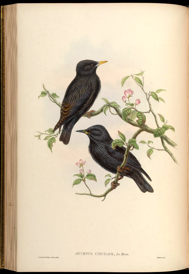 BirdsAsiaJohnGoVGoul 0176