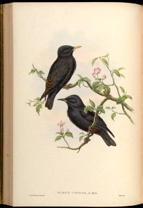 BirdsAsiaJohnGoVGoul 0176