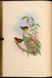 BirdsAsiaJohnGoIVGoul 0016