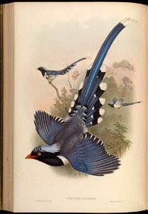 BirdsAsiaJohnGoVGoul 0200