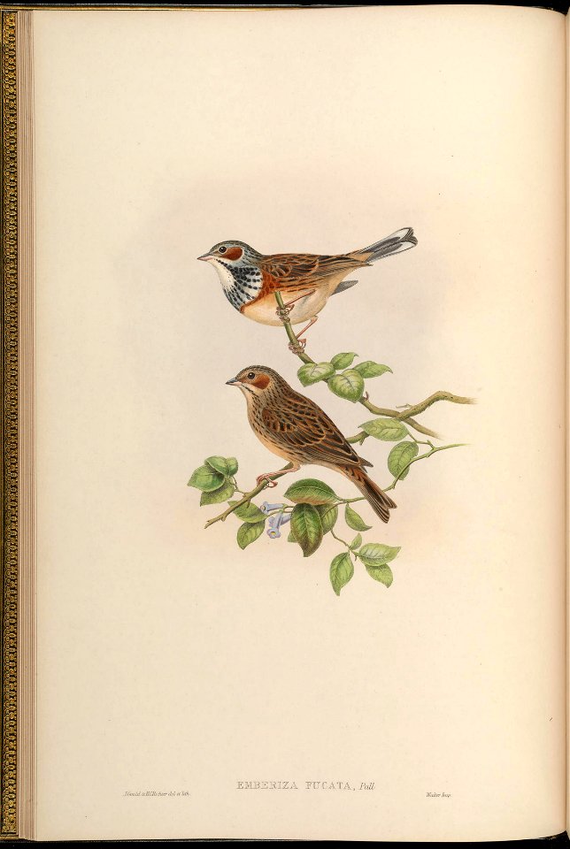 BirdsAsiaJohnGoVGoul 0044