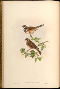 BirdsAsiaJohnGoVGoul 0044