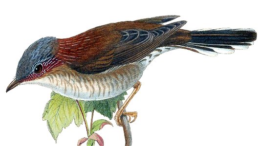 BirdsAsiaJohnGoIVGoul 0040 (cropped) 2