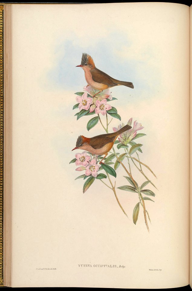 BirdsAsiaJohnGoIVGoul 0064