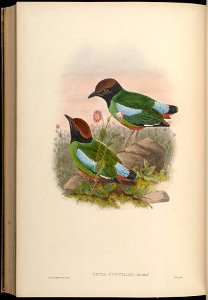 BirdsAsiaJohnGoVGoul 0336