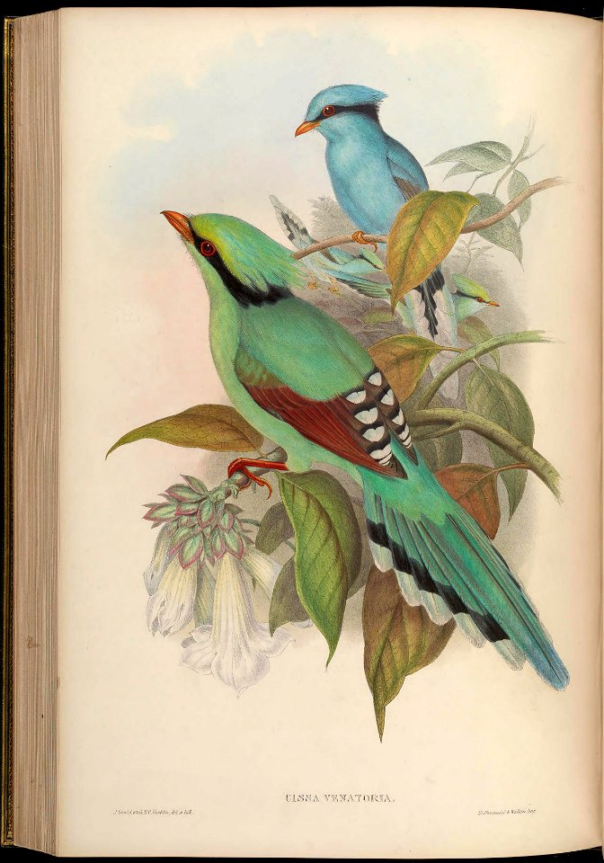 BirdsAsiaJohnGoVGoul 0224