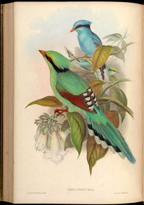 BirdsAsiaJohnGoVGoul 0224