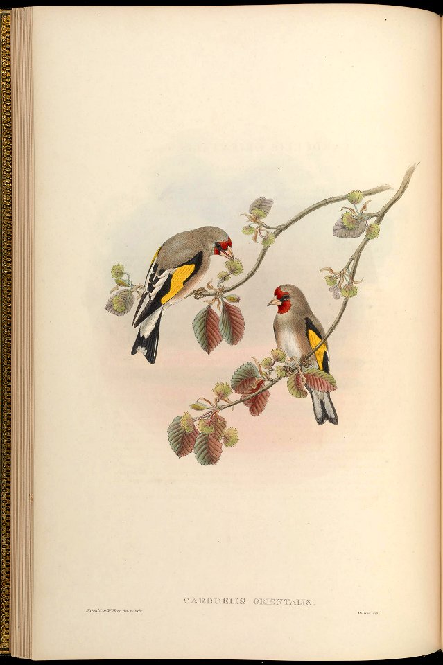 BirdsAsiaJohnGoVGoul 0076