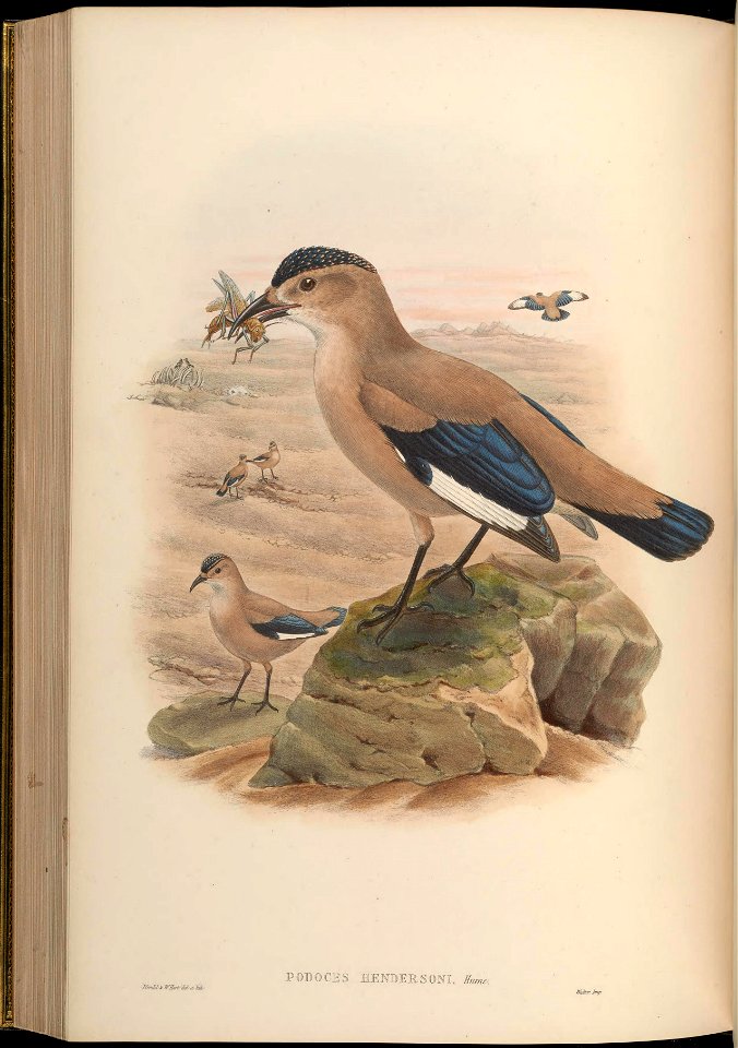 BirdsAsiaJohnGoVGoul 0252