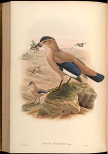 BirdsAsiaJohnGoVGoul 0252