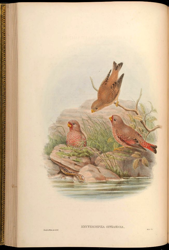BirdsAsiaJohnGoVGoul 0132