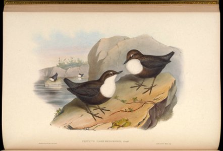 BirdsAsiaJohnGoIVGoul 0108