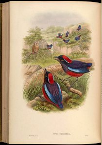 BirdsAsiaJohnGoVGoul 0276