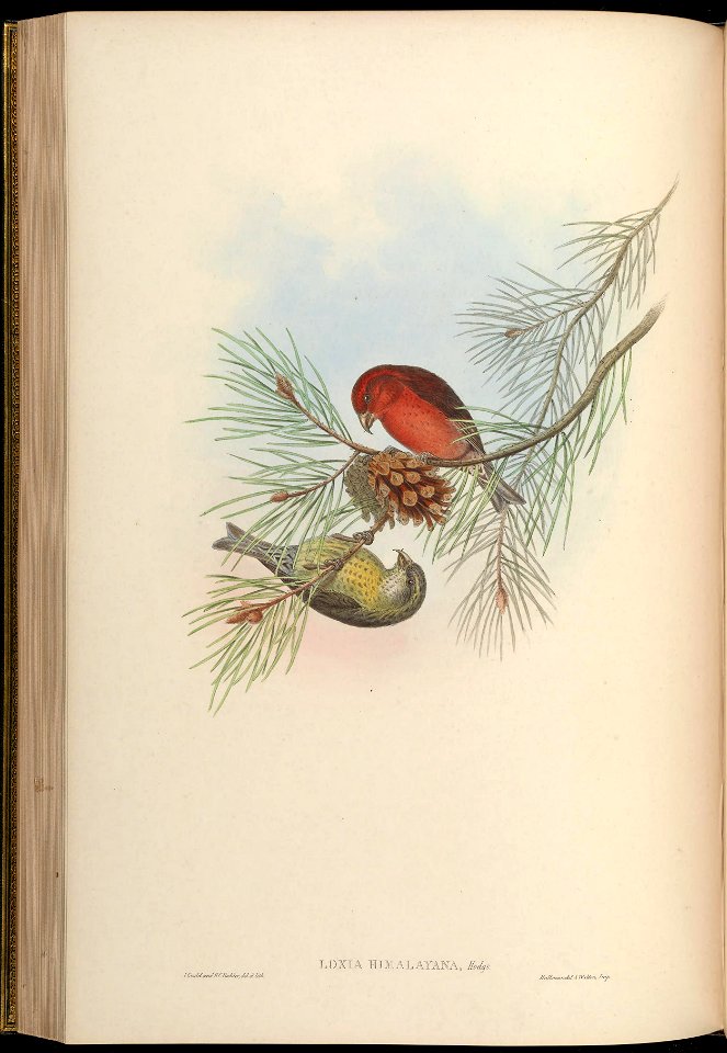 BirdsAsiaJohnGoVGoul 0172