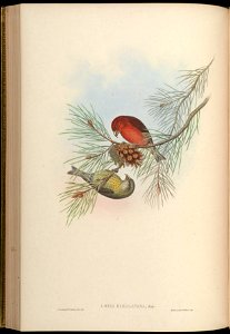 BirdsAsiaJohnGoVGoul 0172