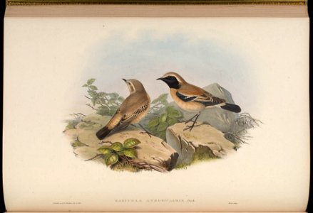 BirdsAsiaJohnGoIVGoul 0132