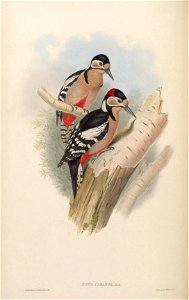 BirdsAsiaJohnGoVIGoul 0076