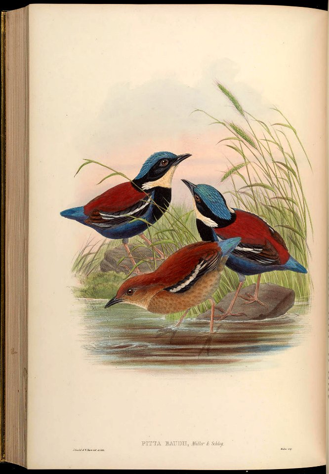 BirdsAsiaJohnGoVGoul 0296