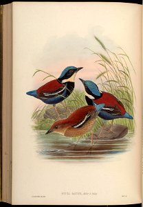 BirdsAsiaJohnGoVGoul 0296