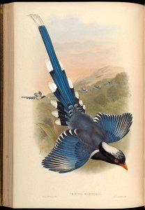 BirdsAsiaJohnGoVGoul 0196