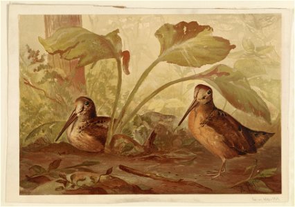 Birds in the woods LCCN2003654026