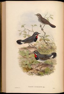 BirdsAsiaJohnGoIVGoul 0168