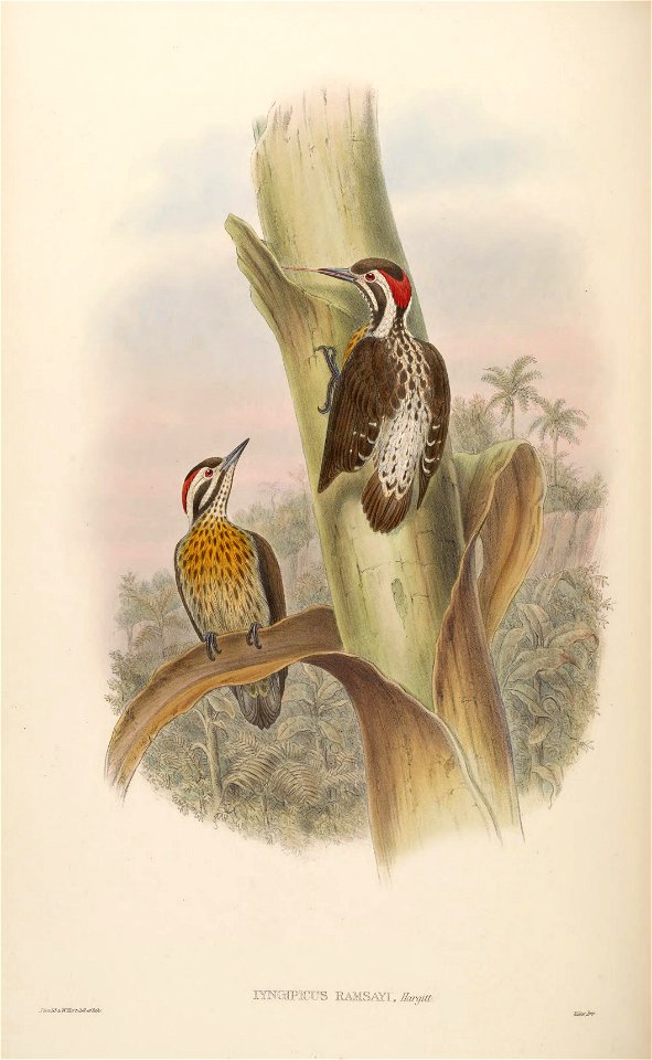 BirdsAsiaJohnGoVIGoul 0104