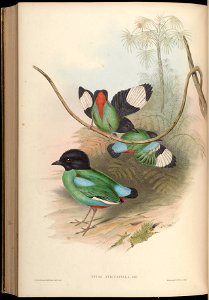 BirdsAsiaJohnGoVGoul 0312