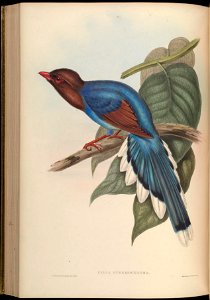 BirdsAsiaJohnGoVGoul 0220