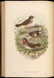 BirdsAsiaJohnGoIVGoul 0160