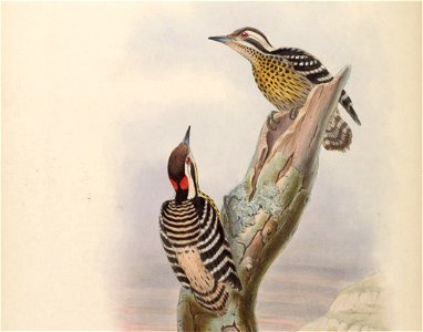 BirdsAsiaJohnGoVIGoul 0132 (cropped)