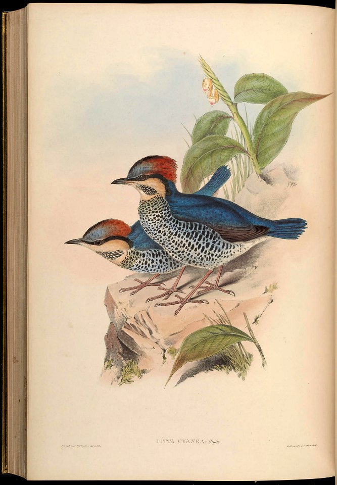 BirdsAsiaJohnGoVGoul 0328