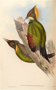 BirdsAsiaJohnGoVIGoul 0152