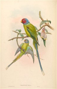 BirdsAsiaJohnGoVIGoul 0016